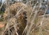 2010_10_29_hiding_6.jpg